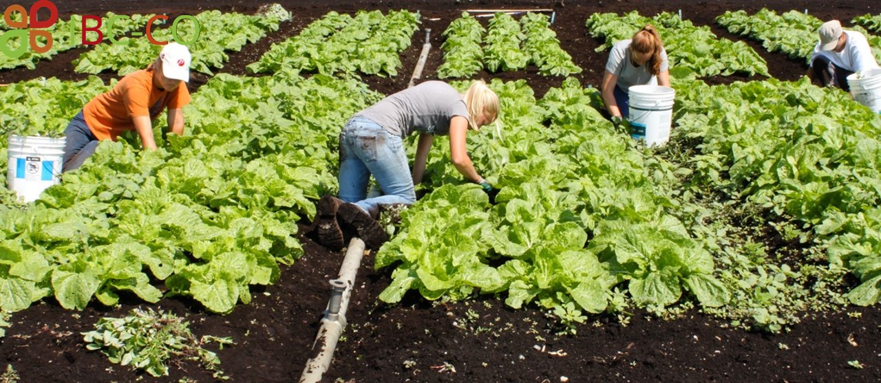 Organic agriculture. Органическое земледелие. Органическое земледелие фото. Organic Farming methods. Органическое сельское хозяйство иначе называется.